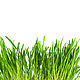 Фотография для печати " Зеленая трава" на белом фоне, Фотографии, Москва,  Фото №1