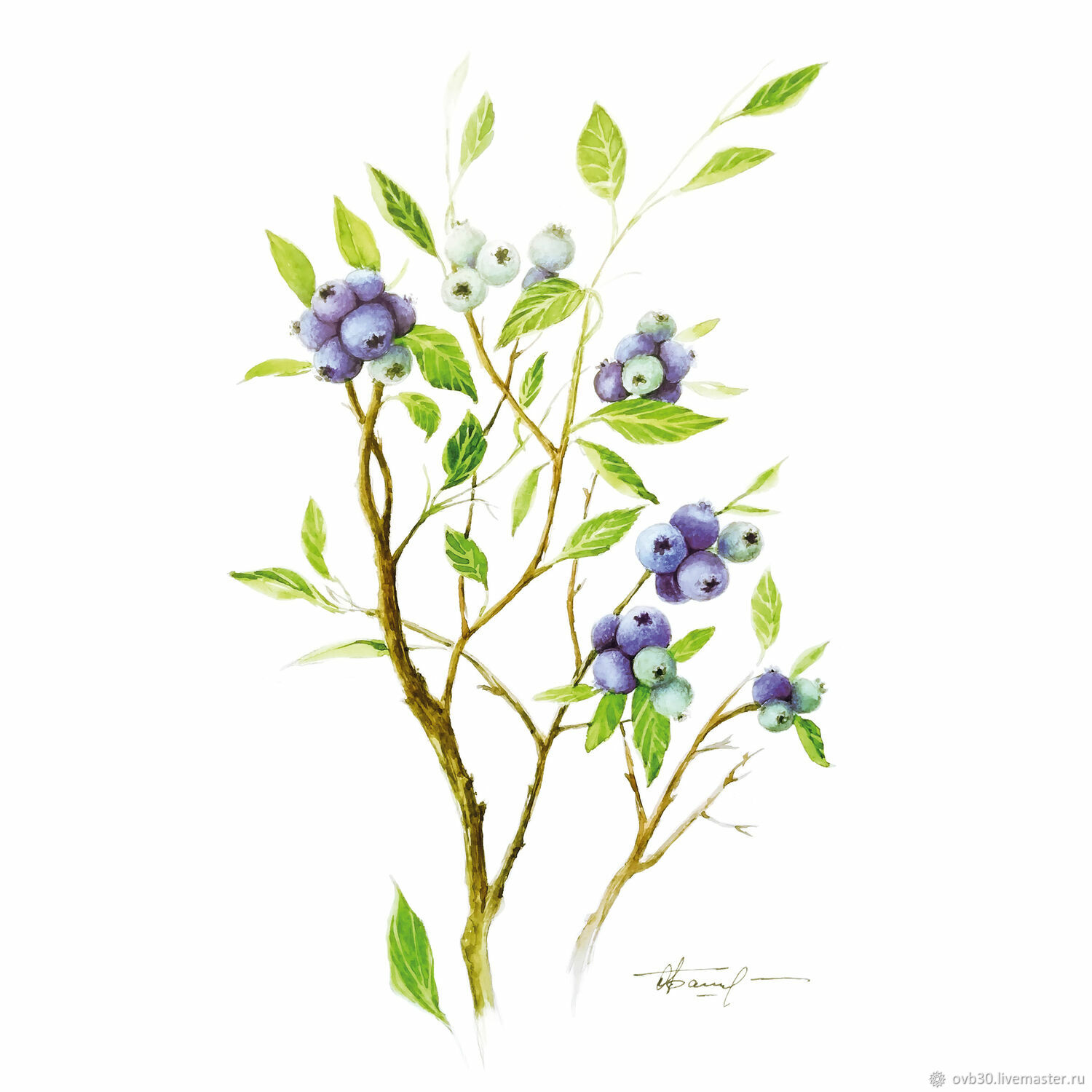 Голубика Ботаническая иллюстрация