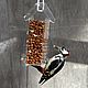 Great spotted woodpecker peanuts
