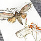 'Fragile present' watercolor, flowers, butterflies, Pictures, Korsakov,  Фото №1
