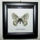 Бабочка Parnassius delphius, Картины, Лотошино,  Фото №1