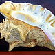 Painting sea Shell 'Classic'Decorated. Pictures. Paint with Love (lotmarket). Online shopping on My Livemaster.  Фото №2