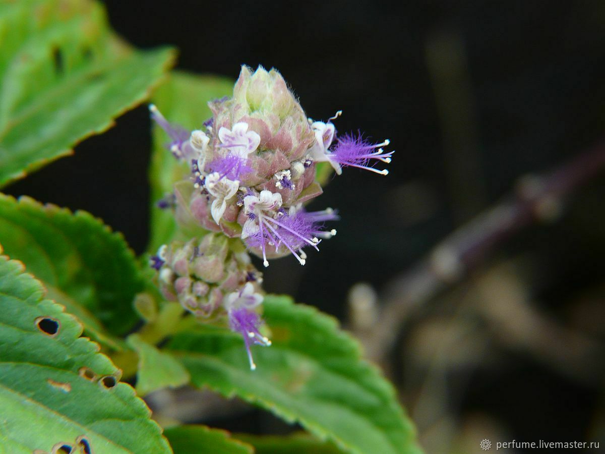 Пачули Pogostemon cablin