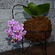  Орхидеи в кокедаме, Комнатные растения, Краснодар,  Фото №1