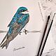   Bird swallow watercolor, Pictures, Krasnodar,  Фото №1