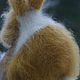 Заказать Голландский кролик Абрикос. Милые вещи от Аннушки. Ярмарка Мастеров. . Мягкие игрушки Фото №3