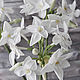  multi-flowered daffodils. Flowers. Светлана Ломова/Flowerto. Online shopping on My Livemaster.  Фото №2