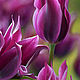 Духи Tulip fever, авторские духи Тюльпанная лихорадка. Духи. Аромакратия. Ярмарка Мастеров.  Фото №5