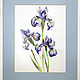 Painting watercolor "Irises", Pictures, St. Petersburg,  Фото №1