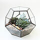 The Floriana. Florarium dodecahedron with succulents, Florariums, St. Petersburg,  Фото №1