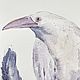 Order 'White Raven' watercolor painting (birds, lilac, white). Nadezda Perova. Livemaster. . Pictures Фото №3