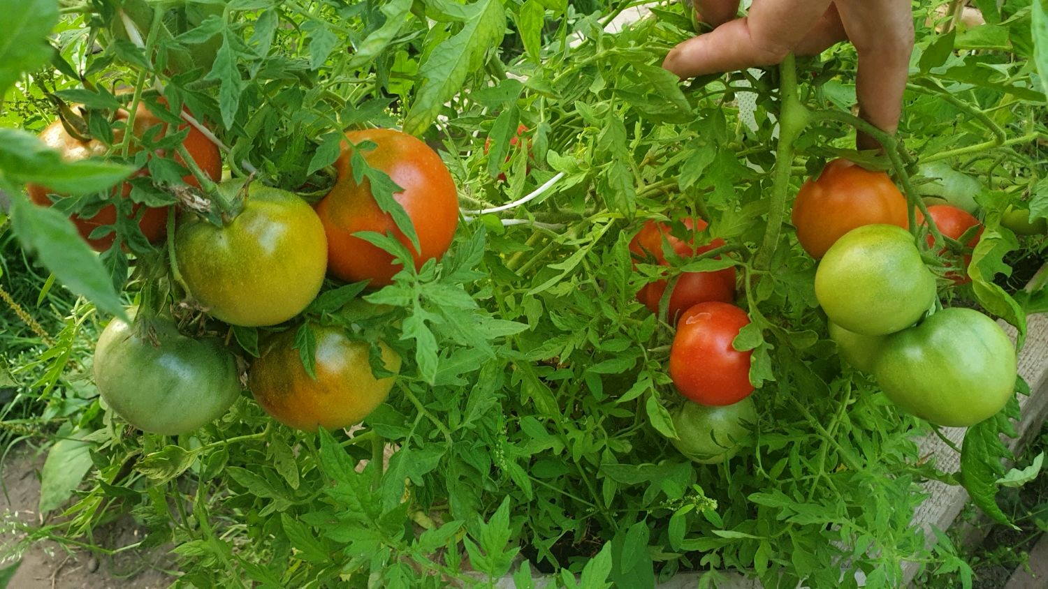 томат хризантема отзывы фото