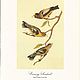 Винтаж: Audubon Гравюры #4 Птицы/цветы гравюры винтаж интерьер. Картины винтажные. Gala-presents. Ярмарка Мастеров.  Фото №6