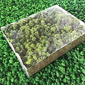 Материалы для творчества handmade. Livemaster - original item Stabilized moss yagel Packed (0,5 kg) from the manufacturer. Handmade.