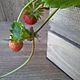 Cold Porcelain strawberries. Flowers. Marina Zhadan. My Livemaster. Фото №6