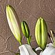 Белые лилии из полимерной глины холодный фарфор реалистичные цветы. Цветы. OXI ART  (Оксана Шахматова). Ярмарка Мастеров.  Фото №4