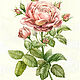 Картина "Роза" в стиле ботанической иллюстрации, Картины, Санкт-Петербург,  Фото №1
