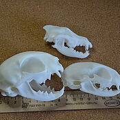 Материалы для творчества handmade. Livemaster - original item 3 Skulls: a normal-shaped cat, an elongated cat and a wolf. Handmade.