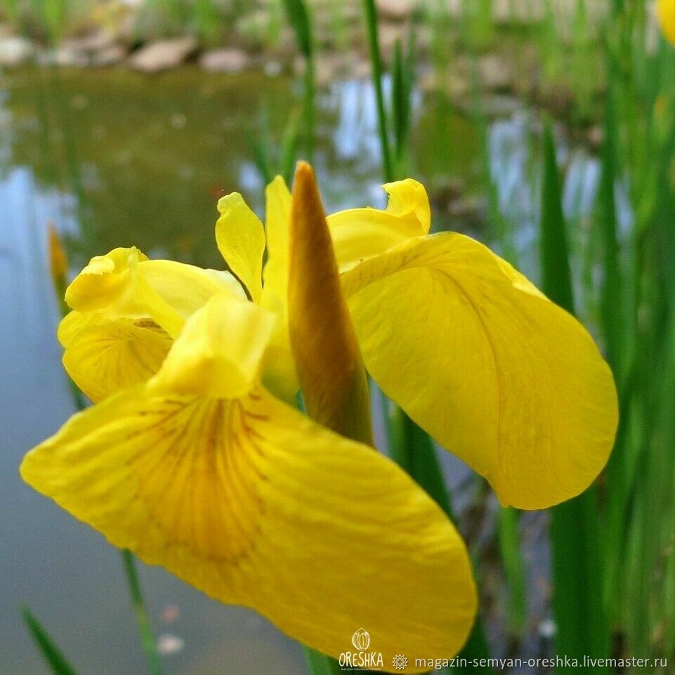 Ирис болотный (Iris pseudacorus)