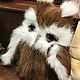 Owl from rabbit fur. Stuffed Toys. Holich_toys. My Livemaster. Фото №4