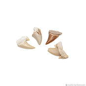 Материалы для творчества handmade. Livemaster - original item Fossilized shark tooth 23-27 mm (2nd grade). Handmade.