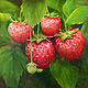  Strawberry, Pictures, Voronezh,  Фото №1