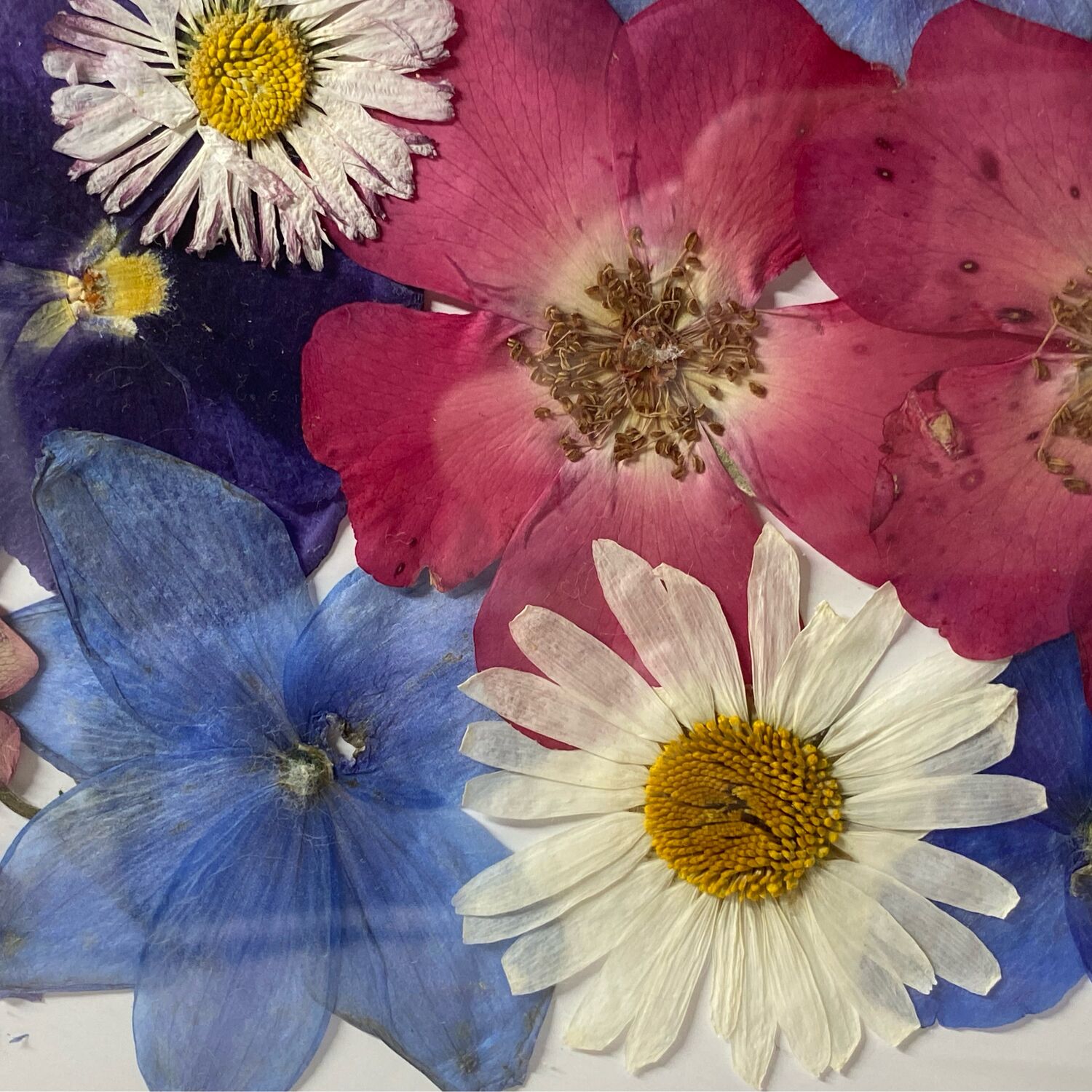 Картина из сухоцветов – купить онлайн на Ярмарке Мастеров – S28V4RU ...