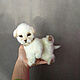 Teddy Animals: Puppy Ray. Teddy Toys. VaKulina (Valentina) Teddy Bear. Online shopping on My Livemaster.  Фото №2