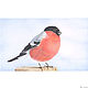 Order Painting interior birds bullfinch Painting as a gift Painting for children. nataliya-grevtsova. Livemaster. . Pictures Фото №3
