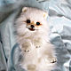 Teddy Animals: Puppy Pomeranian Binyon, Teddy Toys, Chelyabinsk,  Фото №1