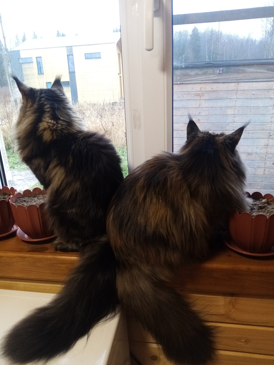 Котики)))