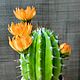 Cactus polymer clay 2. Composition. Marina Zhadan. Online shopping on My Livemaster.  Фото №2
