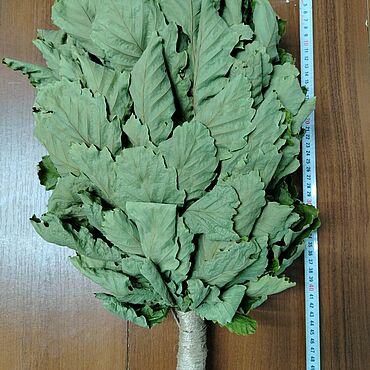 Дача и сад ручной работы. Ярмарка Мастеров - ручная работа Веники для бани. Handmade.