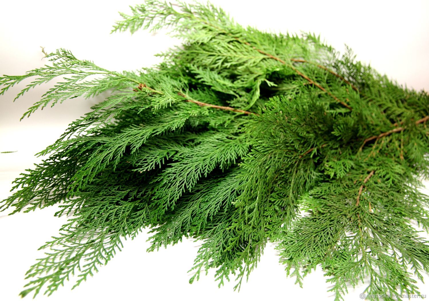 туя кипарисовая листья. Thuja plicata. туя окциденталис. туя складчатая шишки. туя западная хвоя.