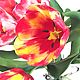 Tulips, Bouquets, Abinsk,  Фото №1