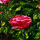Oil painting Bouquet of red roses as a gift to your girlfriend. Pictures. Zabaikalie. My Livemaster. Фото №6