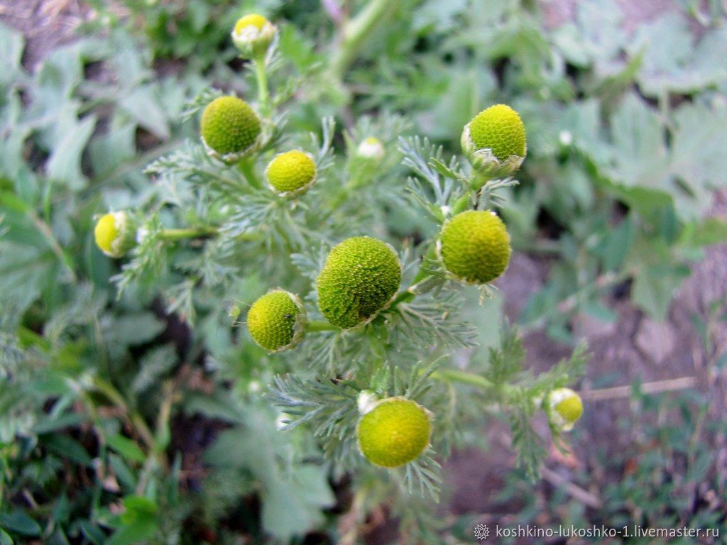 Ромашка безъязычковая (пахучая, душистая, зелёная) купить в интернет ...