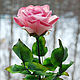 Полноразмерная розовая роза из полимерной глины, Цветы, Санкт-Петербург,  Фото №1