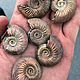Pyrite Ammonite Quenstedtoceras with mother of pearl (Collectible), Interior elements, Moscow,  Фото №1