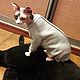 Clothing for cats 'Bib Sweatshirt Sports', Pet clothes, Biisk,  Фото №1