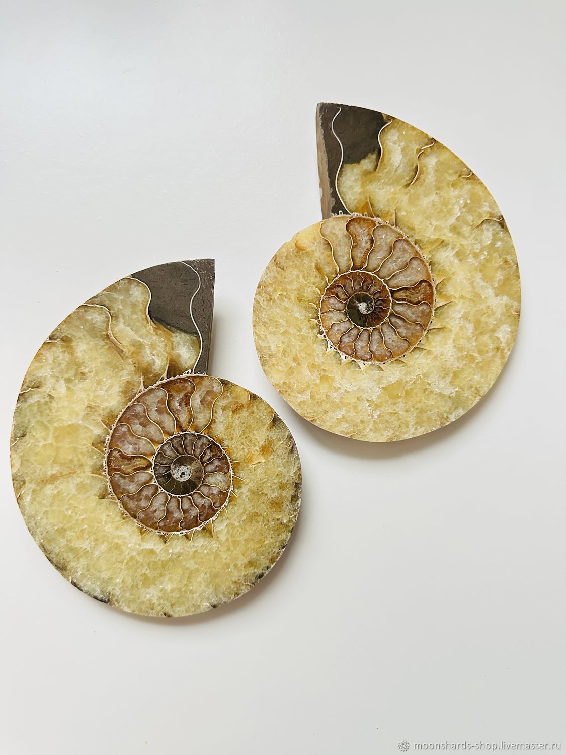 Пара больших Аммонитов 151Х123Х34 мм, 650 гр купить в интернет-магазине Ярмарка Мастеров по цене 9000 ₽ – W7EXURU, Камни, Владивосток - доставка по России