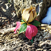 Брошь из натуральной кожи: роза с гортензией, цветочная композиция