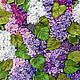 The picture is embroidered with ribbons lilac. Pictures. lentochnyj-raj. Online shopping on My Livemaster.  Фото №2