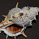 Shell Of Sumatra. Shells. La vie Dekori. Online shopping on My Livemaster.  Фото №2