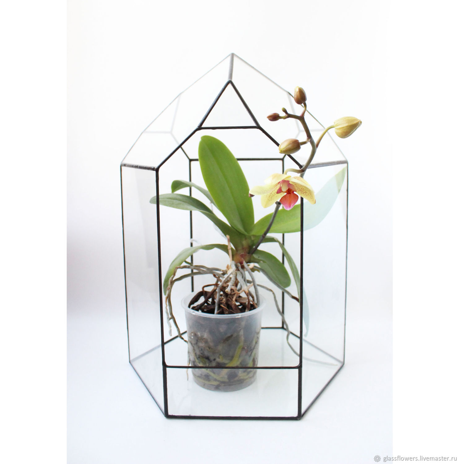 The Floriana. Geometric vase for Floriana. Orchidarium. bonsai, Florariums, St. Petersburg,  Фото №1