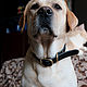 Кожаный ошейник для собак 30 мм — Черный, Ошейники, Санкт-Петербург,  Фото №1