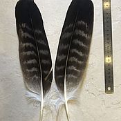 Индейский головной убор из перьев "Blackfoot Warrior"