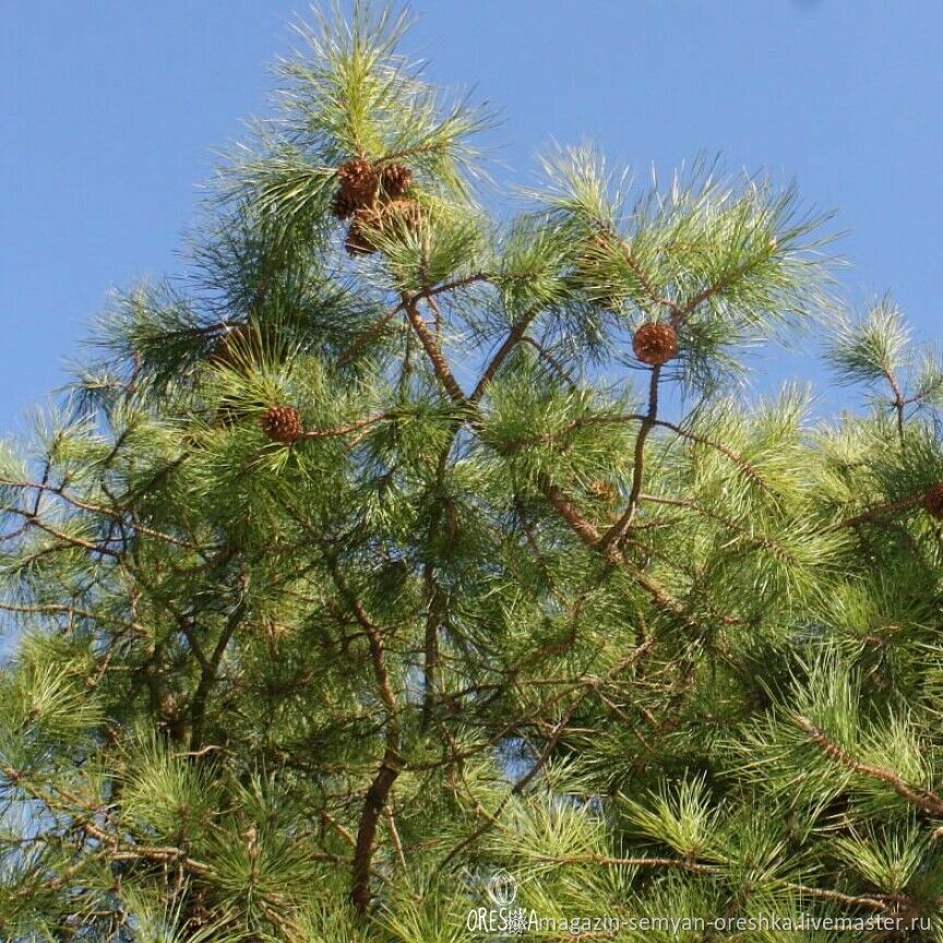 Сосна род хвойных. Pinus rigida. Rigida Pinus сосна саженцы. Орешки сосны. Сосна жёсткая.