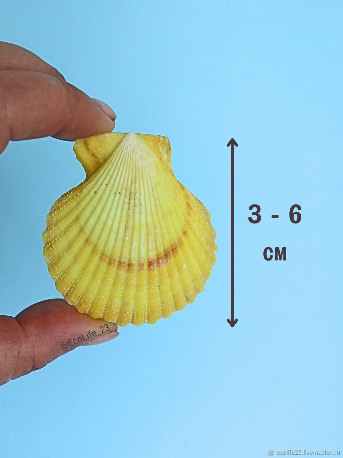 Морские натуральные ракушки Глориус скалоп желтые в интернет-магазине  Ярмарка Мастеров по цене 350 ₽ – SKQA2RU | Ракушки, Анапа - доставка по  России