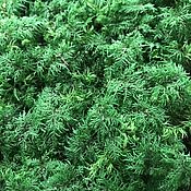 Материалы для творчества handmade. Livemaster - original item Stabilized fern moss (1 kg) from the manufacturer. Handmade.